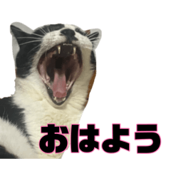 hana_20260817230805
