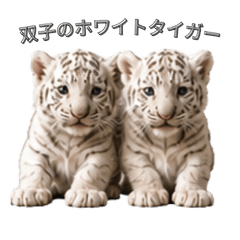 WHITE TIGER TWIN