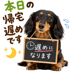20260817dog