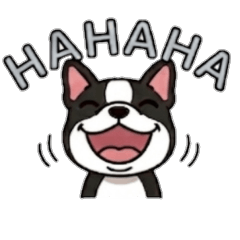 Boston Terrier: Everyday Expressions 2
