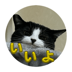 neneko_20260818001948
