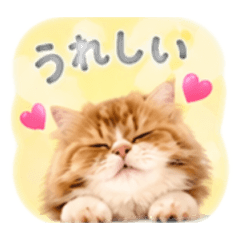 Yu_20260818070548