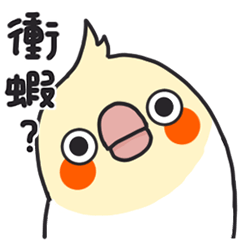 Cockatiel : Taiwanese Style