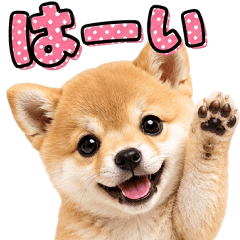 やさしい気づかい♡ほんわか柴犬