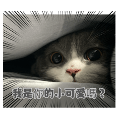 英短與美短