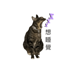 我是皮皮貓I