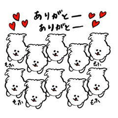 fluffy dogs(bichon frize)8