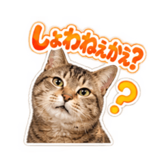 NEKO NOTE_20260818151838