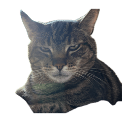 ToraBosatsu