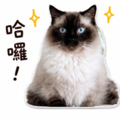 藍眼布偶貓貼圖