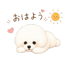 Bichon Winnie_20260818120333