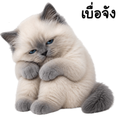 This Siamese cat is so lazy 2_60