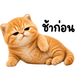 The orange cat is so lazy 2_61