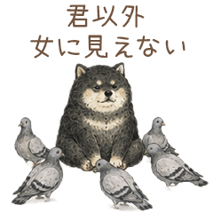 fluffy Shiba Inu boyfriend