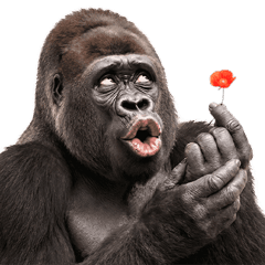 Pop-Up Real Gorilla