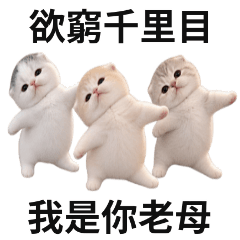 Dancing Cat !