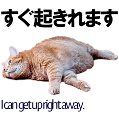 A sloppy bilingual orange cat
