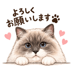 My Fluffy Ragdoll Cat Days