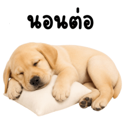 Golden Retriever is so lazy 2_62