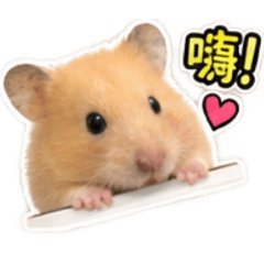 笨笨鼠