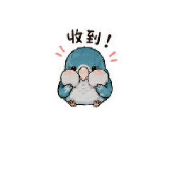 和尚鸚鵡-阿肥