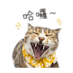 貓真的不懂