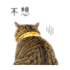 貓真的不懂-2