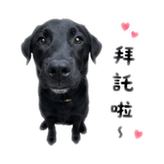 笨狗來吉