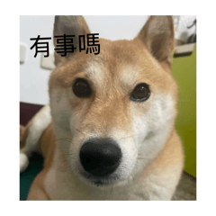 嘻嘻哈哈小狗