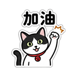 阿嬤の愛貓