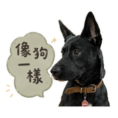 襪子是條狗