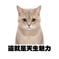 BiboBimi喵言喵語