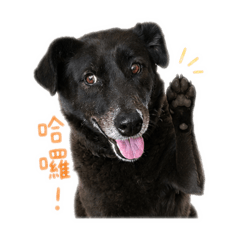 芋仔阿嬤