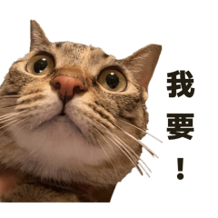 傲嬌嚕比