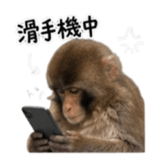 小尖尖的主人3