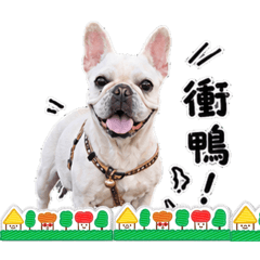 可愛法豬豬-老皮（免費）