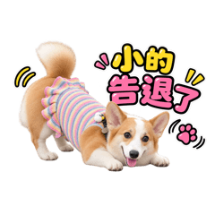 柯基Hong Cha 再見拜拜篇