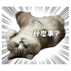 鼻涕喵喵