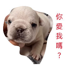 狗狗可愛圖
