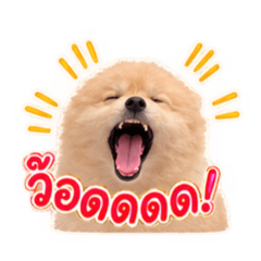 Kapommahouan3