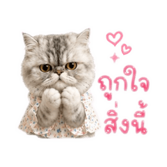 Chojaii6