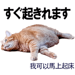 一隻即使在台灣也能生存的懶貓