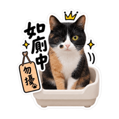 花貓兜15