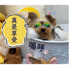 軟爛小狗勾”嗚呼”3