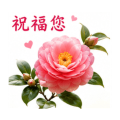 心花開小貼圖 48 山茶花祝福篇