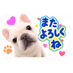 PIG NEE_20260819072517