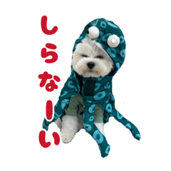 komaru_kimakoma_20260819143037