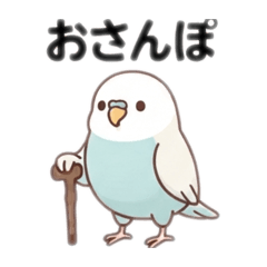 Easy Senior Parakeet Daily Chat