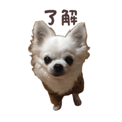 peko_20260819200346
