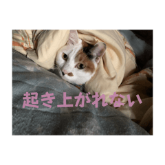 AZUKI_20260819200244